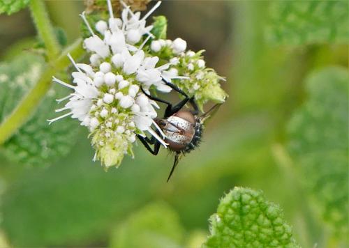 Onychogonia flaviceps